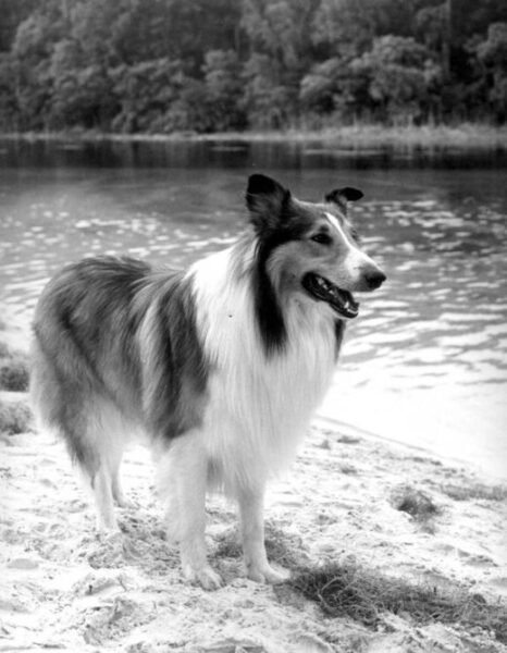 Chienne Lassie, personnage de Eric Knight, lors d'un tournage d'un épisode de la série.