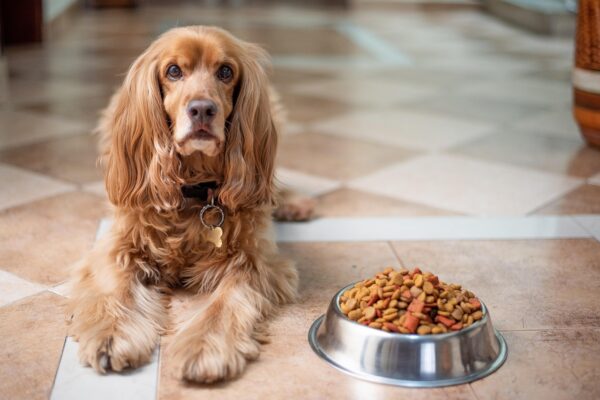 Chien allongé à côté de sa gamelle de croquettes, sur un carrelage de cuisine.