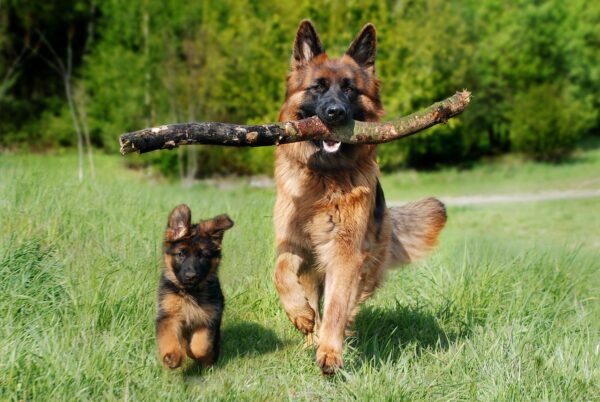 Un chien portant une grosse branche, et un chiot à ses côtés qui courrent dans l'herbe.