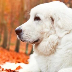 chien couché sur un lit de feuilles rouges-orangées dans une forêt en automne.