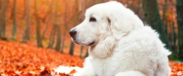 chien couché sur un lit de feuilles rouges-orangées dans une forêt en automne.