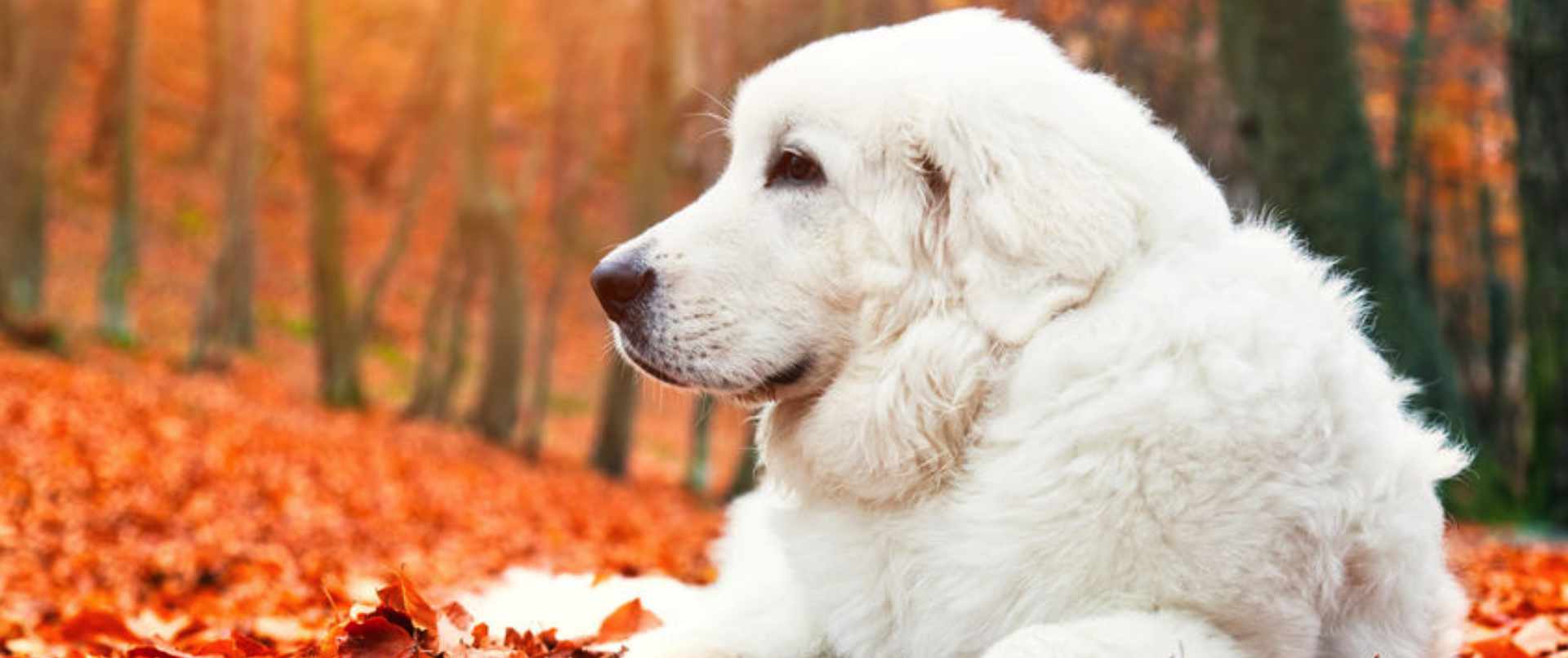 chien couché sur un lit de feuilles rouges-orangées dans une forêt en automne.